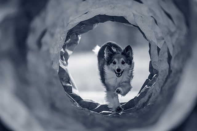 Hond lopend door een tunnel