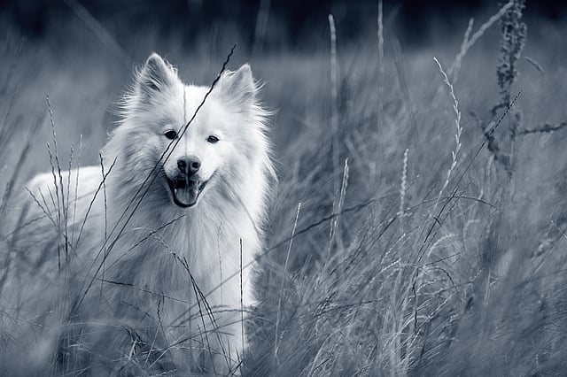finse-lappenhond