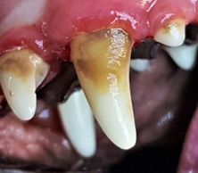 Un gros plan des dents.