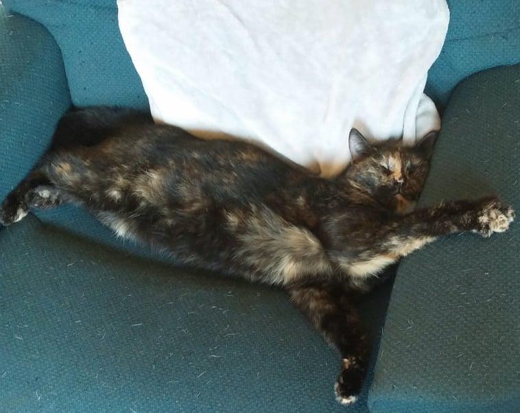 Un chat allongé sur un canapé.