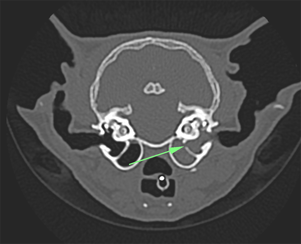 CT-scan Nala