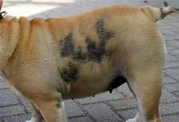 Un chien avec des taches noires dessus.