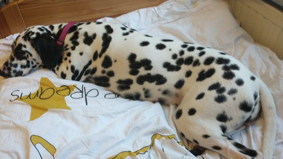 Un chien allongé sur un lit.