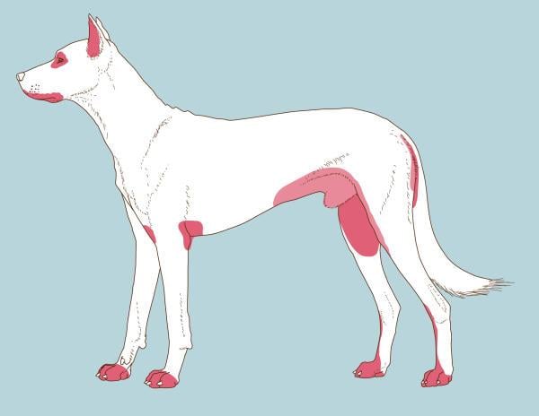 Een witte hond met roze vlekken.
