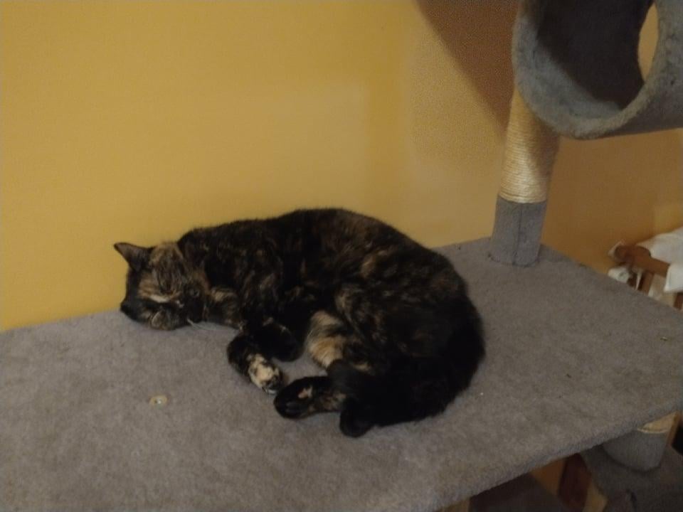 Un chat dormant sur un arbre à chat.