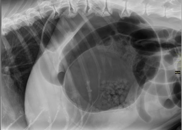 Radiographie d’un chien.