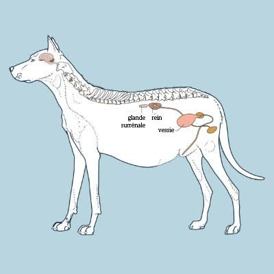 Un schéma d’un chien.