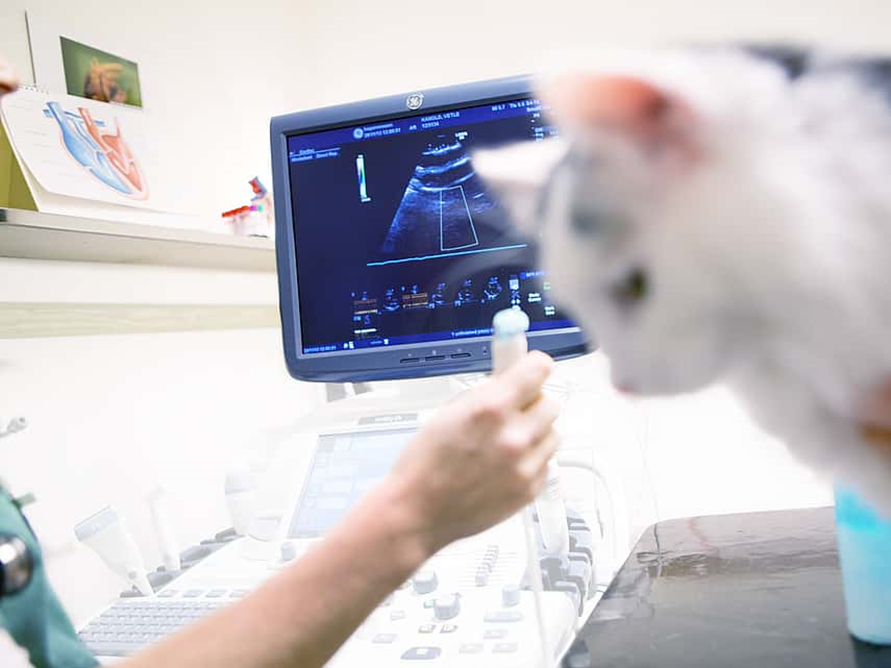 Een kat die een computerscherm bekijkt.