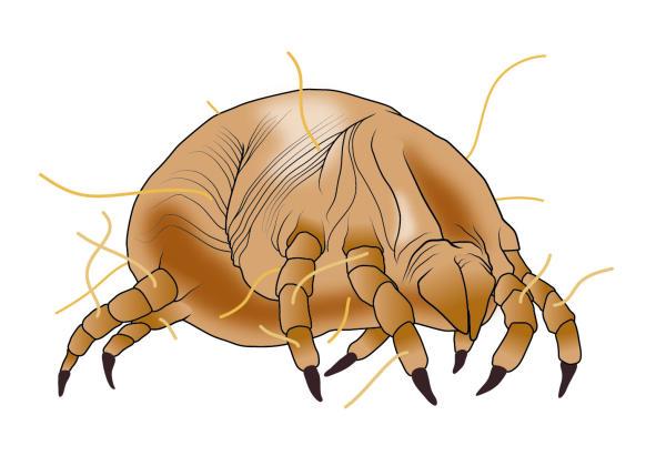 Een close-up van een bug.