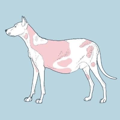 Un chien avec des taches roses sur le ventre.