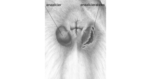 Een close-up van het lichaam van een hond.