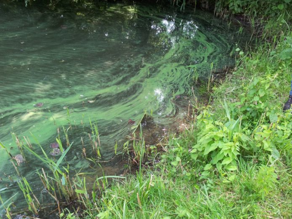 Une algue verte dans un étang.