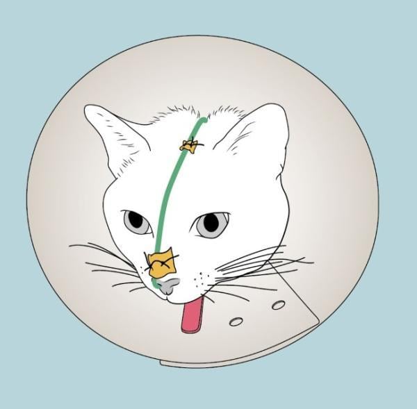 Een kat met een neus die vastzit in een buis.