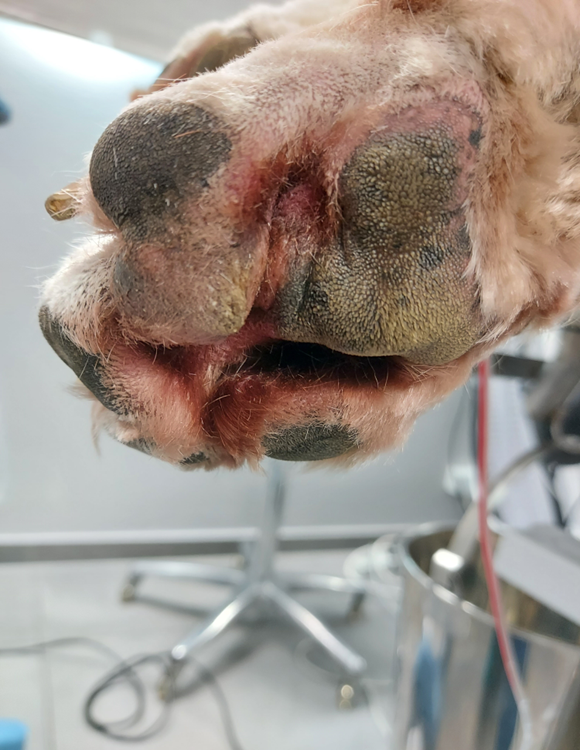 De poot van een hond met een wond erop.