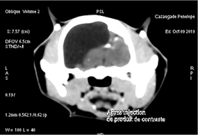 Gros plan d’une radiographie.