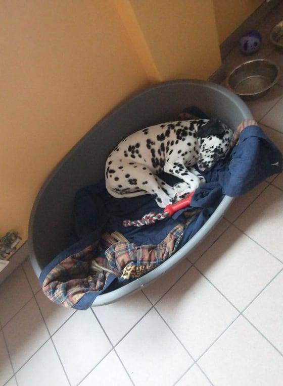 Een hond die in een hondenmand ligt.