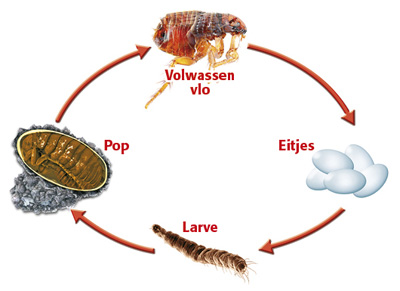 Een diagram van een levenscyclus.