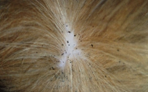Een close-up van een witte vlek.