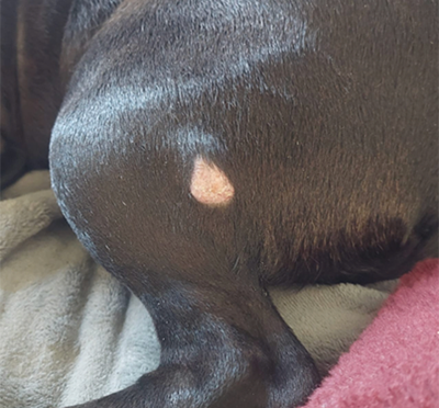 Mastceltumor