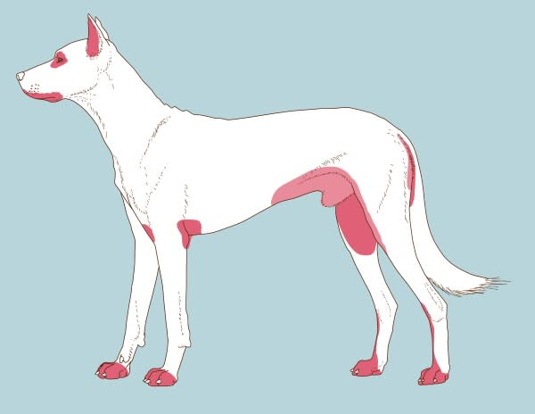 Een witte en roze hond.