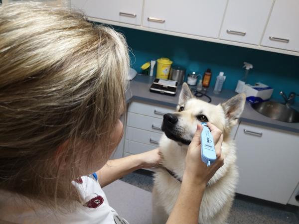 Une personne tenant l’oreille d’un chien.