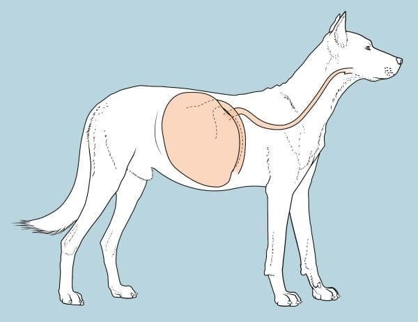 Un chien avec un estomac.