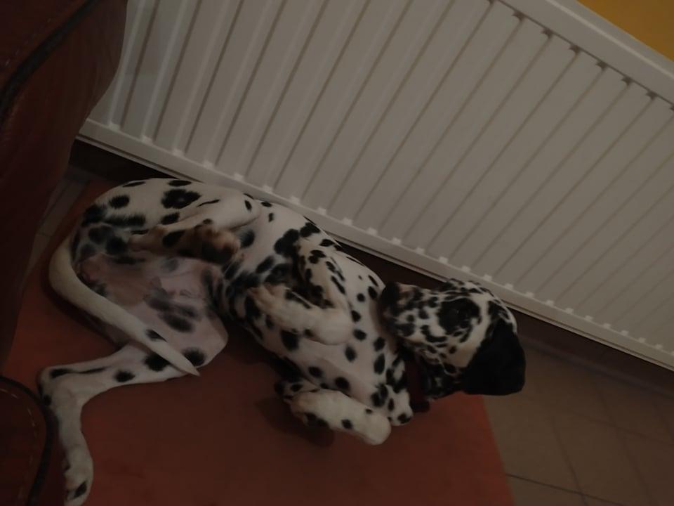 Un chien allongé sur le sol.