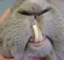 Gros plan sur le nez d’un lapin.