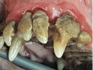 Un gros plan des dents.