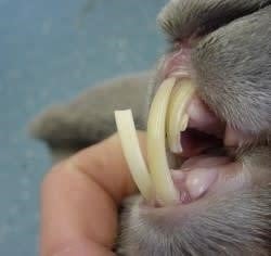 Een close-up van de bek van een konijn.