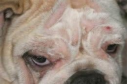 Een close-up van het gezicht van een hond.