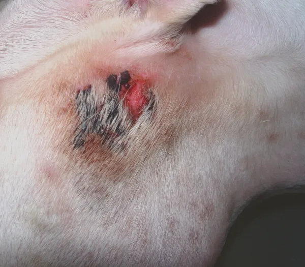 Een hond met een wond op zijn rug.