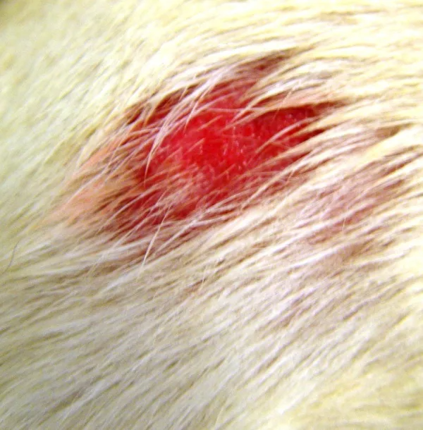 Een close-up van een vacht met een rode vlek.