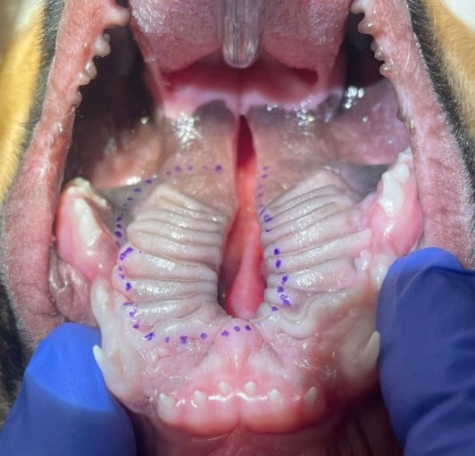 De bek van een hond met blauwe handschoenen.