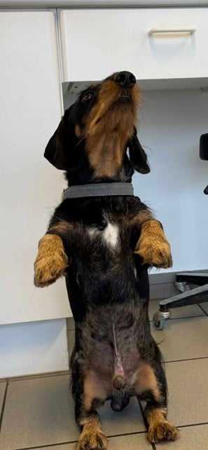 Een hond die zich op zijn achterpoten bevindt.