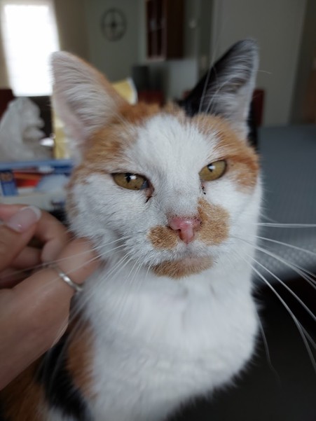 Een persoon die een kat aait.