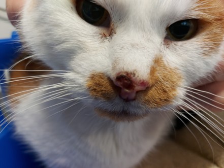Een close-up van het gezicht van een kat.
